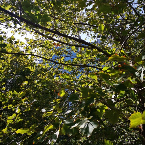 金色的牧场 - EP - 乌兰托娅-无损音乐下载