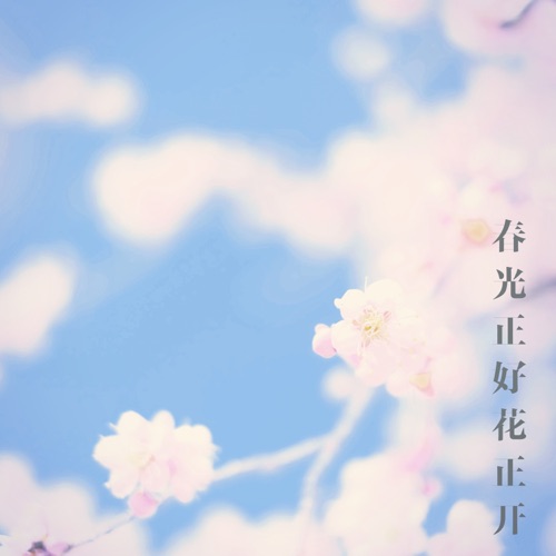 春光正好花正开 – 群星-无损音乐下载