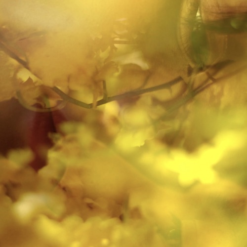 花季 - Single - 胡凯儿-无损音乐下载