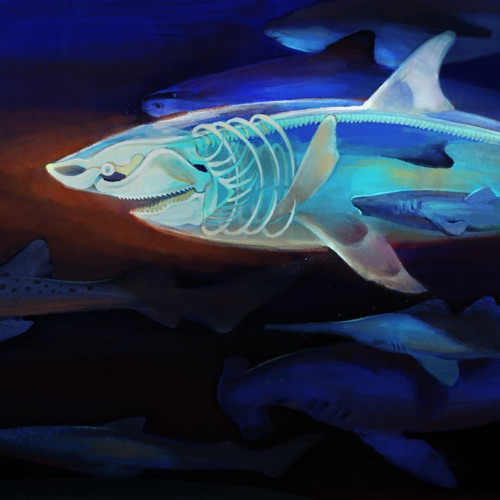 B级鲨鱼 - Single - 裘德-无损音乐下载