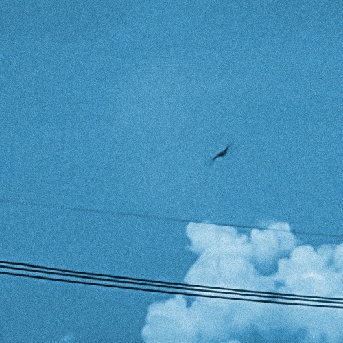 野鸟 - Single - 宋德鹤-无损音乐下载