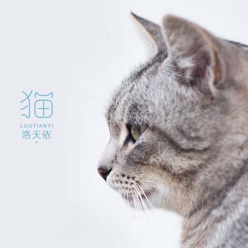 猫 - Single - 洛天依-无损音乐下载
