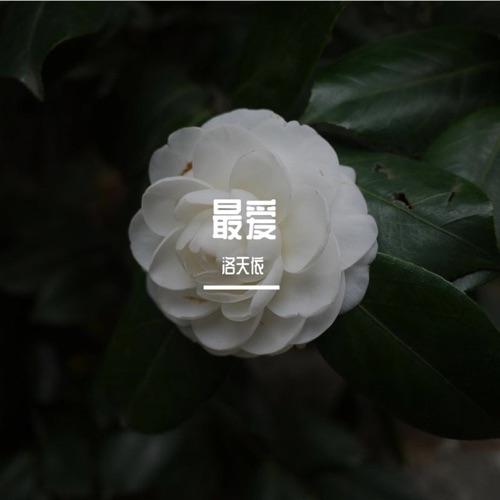最爱 - Single - 洛天依-无损音乐下载