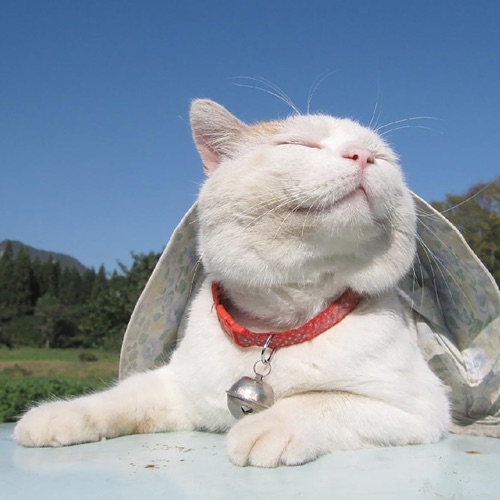 视频剪辑BGM 视频背景音乐纯音乐 节奏卡点 背景音乐BGM - EP - DJ阿基-无损音乐下载