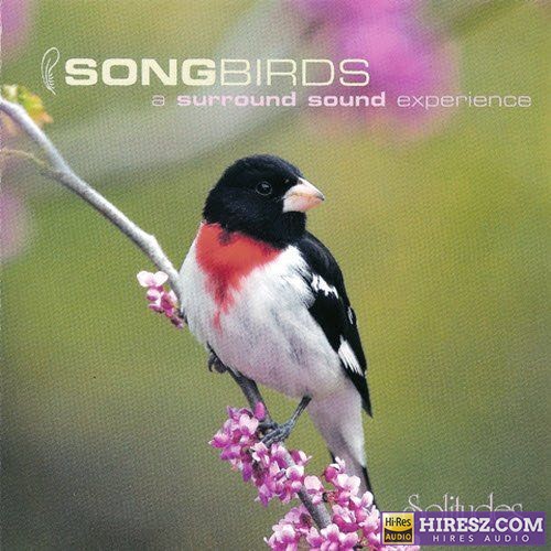 顶级大自然音乐 丹·吉布森 Dan Gibson《春眠不觉晓Solitudes - Songbirds》 [SACD-ISO]-无损音乐下载