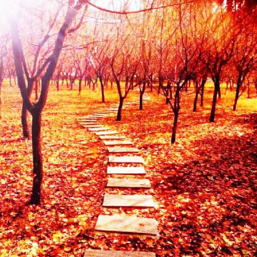 阳光甚好, 微风不噪 – Single – 何石-无损音乐下载