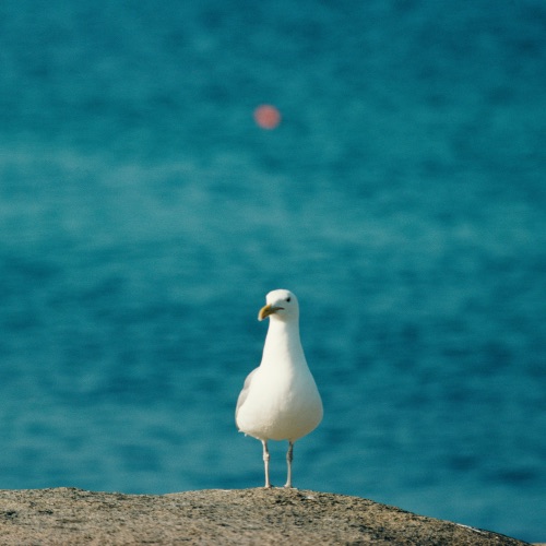 海鸥的夏天 – Single – 何石-无损音乐下载