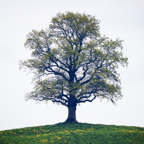 像水一样 - Single - 何石-无损音乐下载