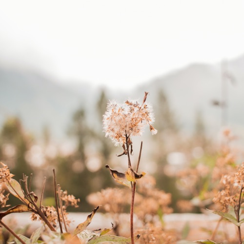 像流星的__似涟漪 - Single - 何石-无损音乐下载