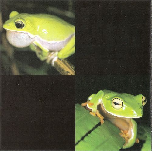 风潮唱片-听见大自然系列《森林狂想曲》台湾 DSD DFF-无损音乐下载