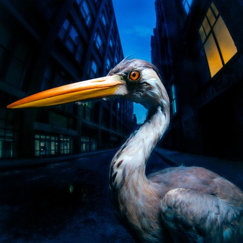 Decoding Birdsong - Antony Szmierek-Hires Audio - 无损音乐下载